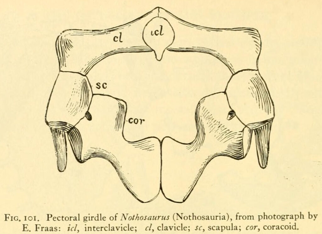 Anatomical engraving of the pectoral girdle of Nothosaurus, showing the structure of the coracoid and scapula, from S.W. Williston's "The Osteology of the Reptiles" (1925).