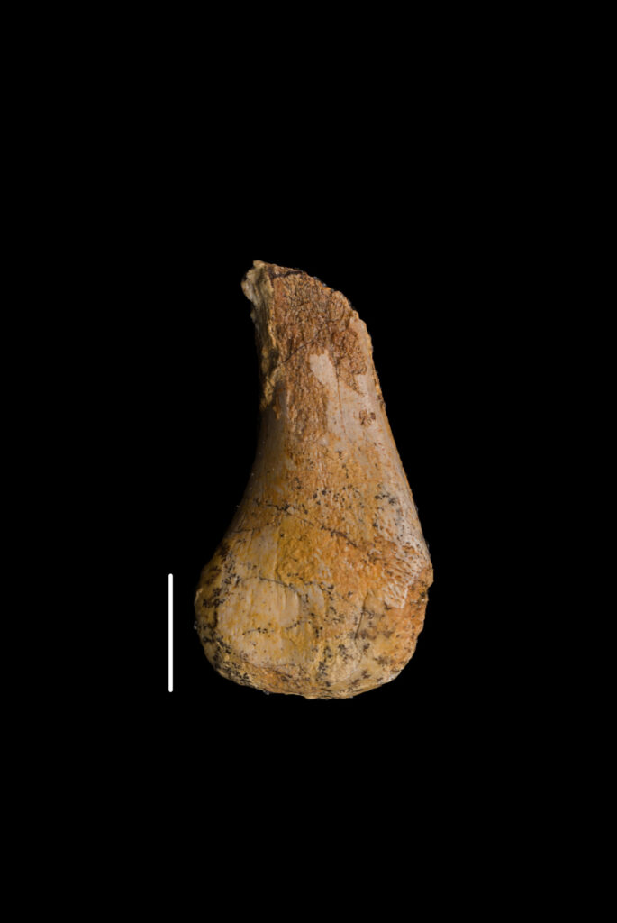 Placodontia indet. left humerus fragment. Ventral view. Lower Muchelkalk