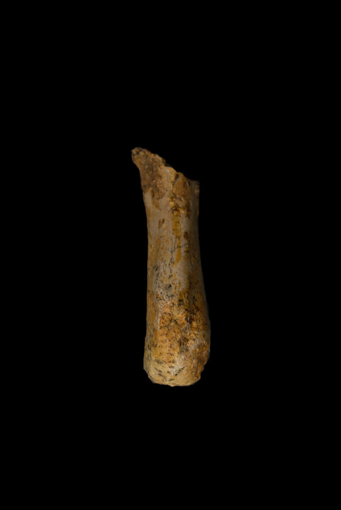 Placodontia indet. left humerus fragment. Preaxial view. Lower Muchelkalk