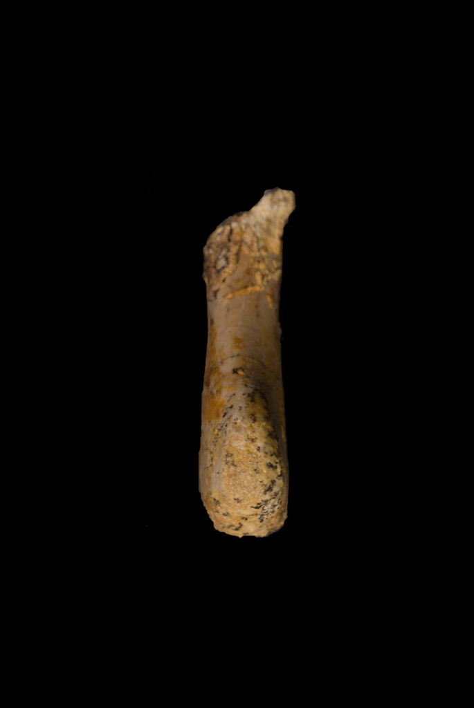 Placodontia indet. left humerus fragment. Postaxial view. Lower Muchelkalk