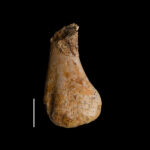 Placodontia indet. left humerus fragment. Lower Muchelkalk