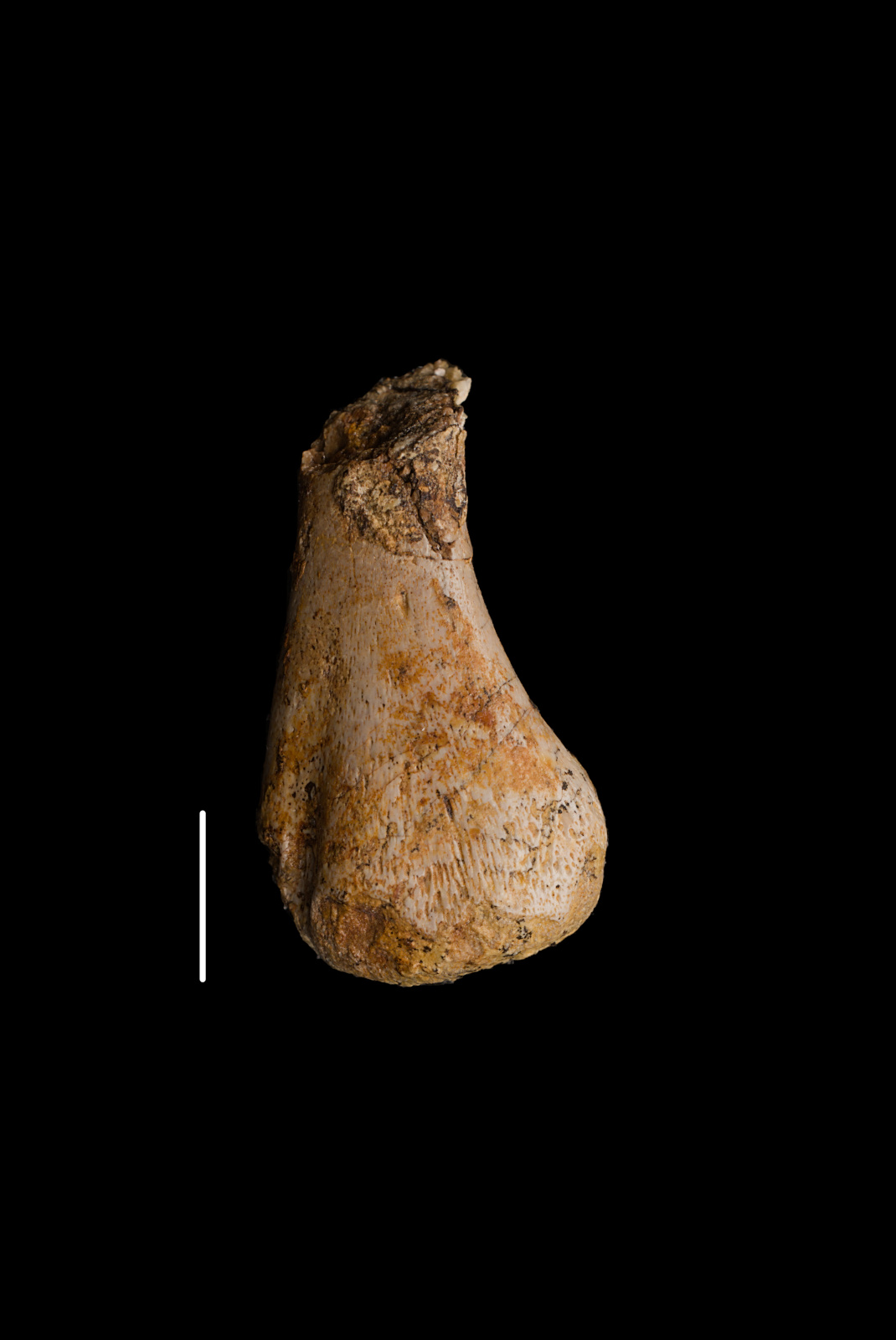 Placodontia indet., humerus fragment, 19/LMK