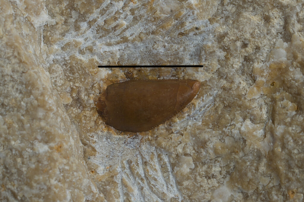 Archosauriformes indet. - tooth - zifodont morphotype. Middle Triassic, Lower Muschelkalk, Upper Silesia, Poland. Photo B. Rodek