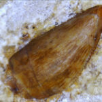 Archosauriformes indet. - tooth - zifodont morphotype. Middle Triassic, Lower Muschelkalk, Upper Silesia, Poland. Photo B. Rodek