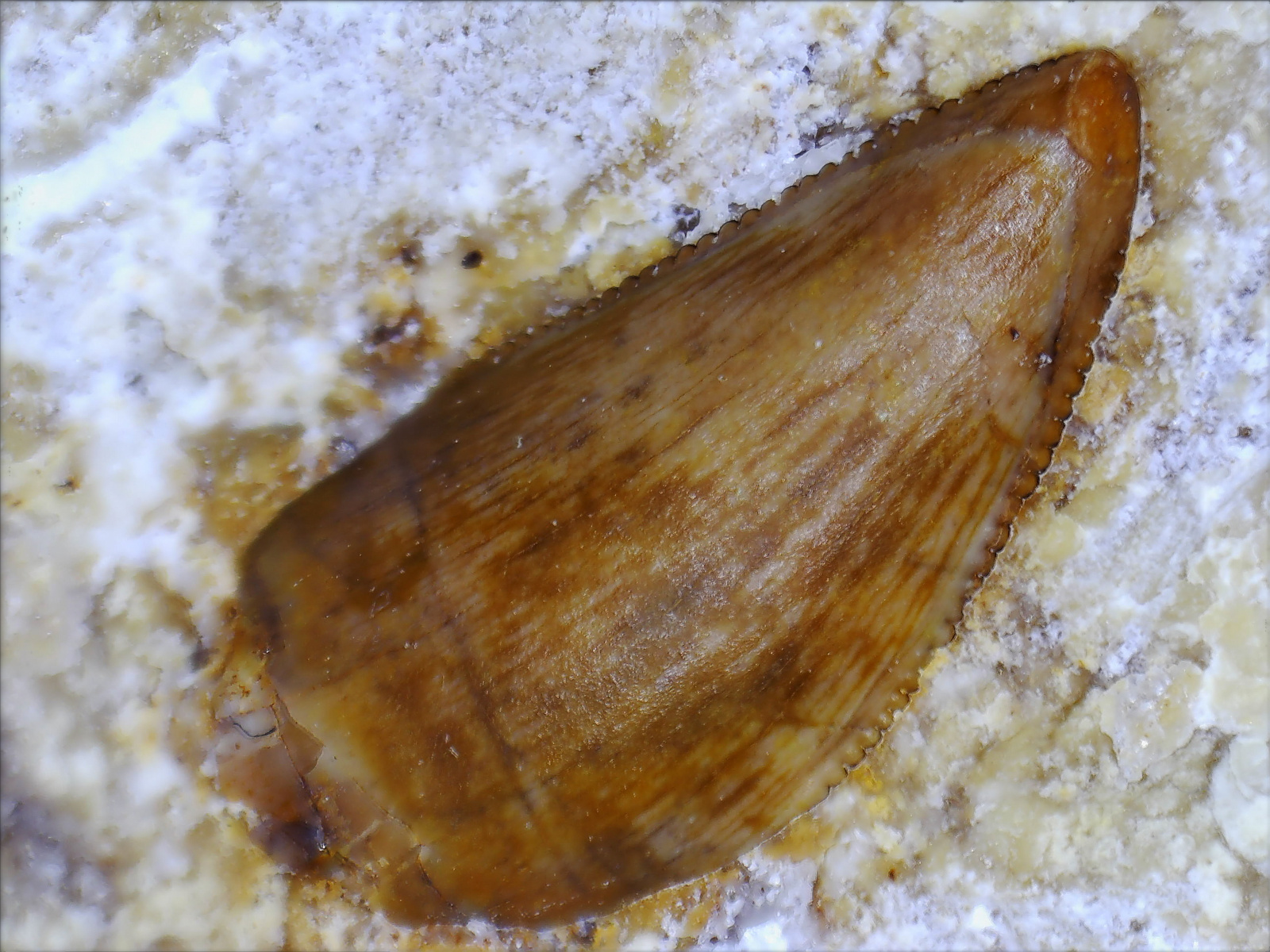 Archosauriformes indet., tooth, 27/LMK