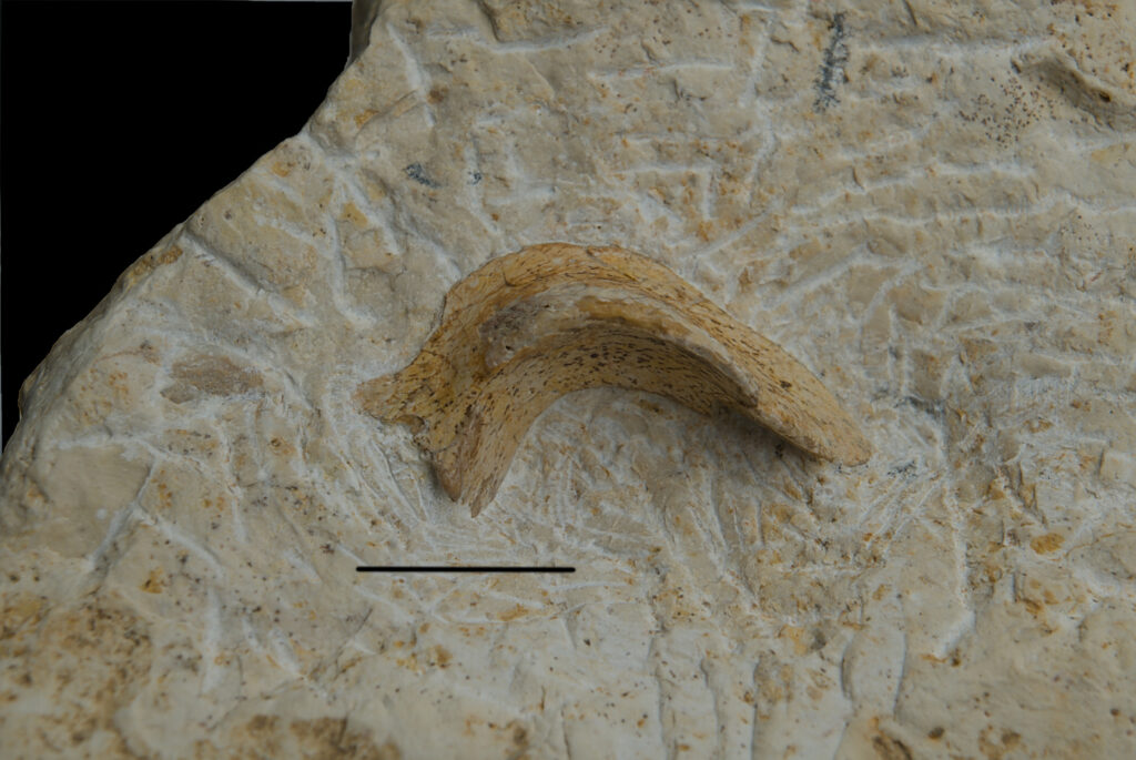 Reptilia indet., cranium? element. Scale bar 10mm