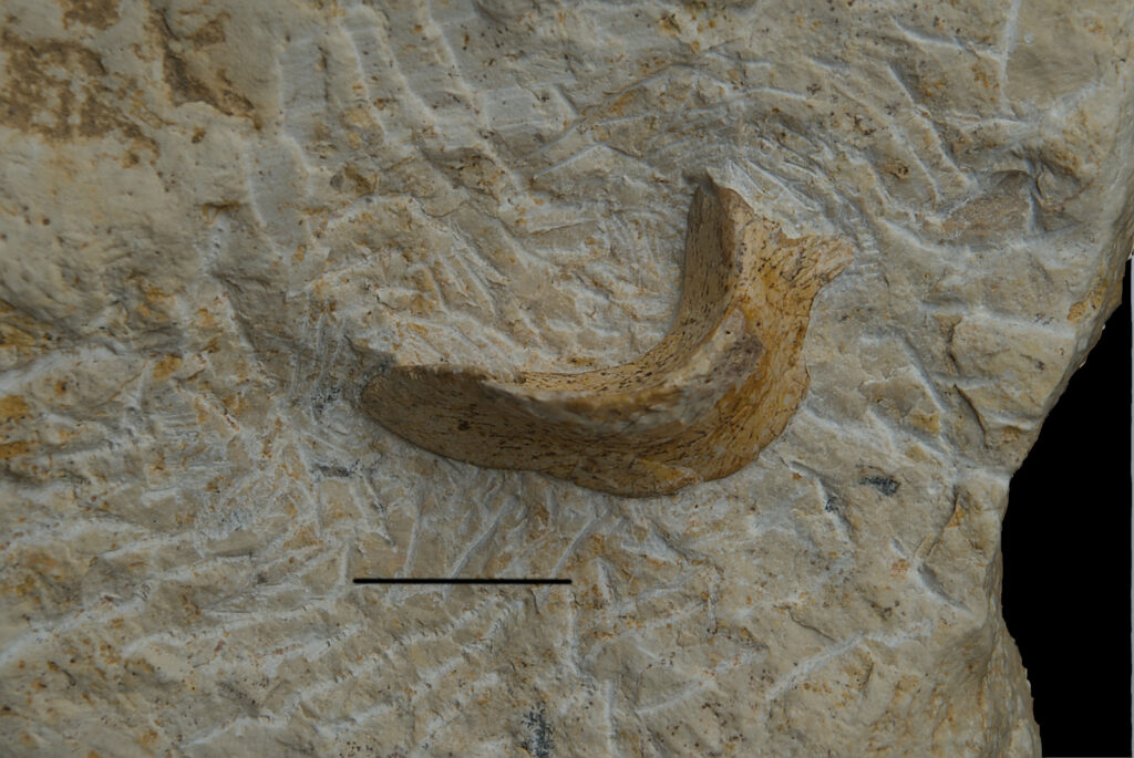 Reptilia indet., cranium? element. Scale bar 10mm