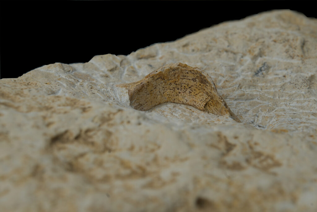 Reptilia indet., cranium? element. Middle Triassic, Gogolin Formation, Upper Silesia, Poland