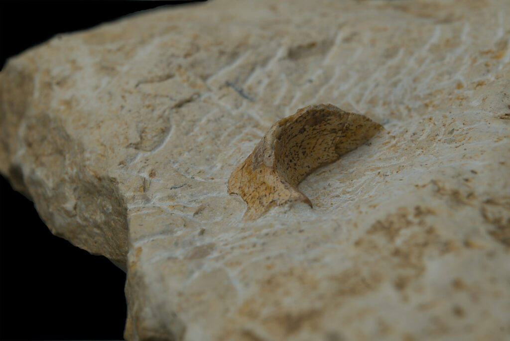 Reptilia indet., cranium? element. Middle Triassic, Gogolin Formation, Upper Silesia, Poland