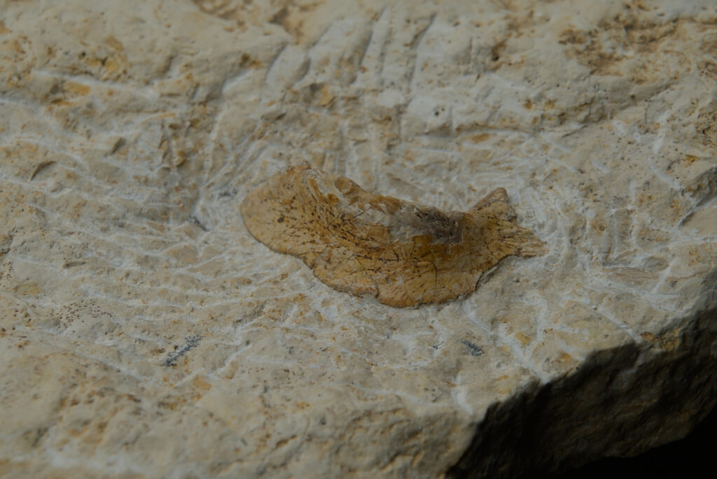 Reptilia indet., cranium? element. Middle Triassic, Gogolin Formation, Upper Silesia, Poland
