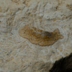 Reptilia indet., cranium? element