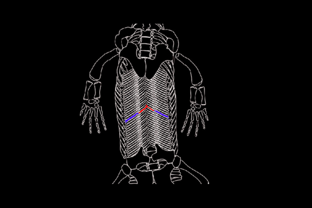 Gastral basket of Nothosaurus juvenilis. Diedrich (2013)