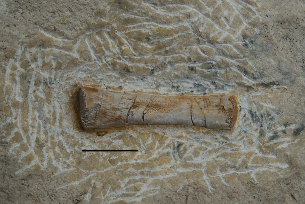 Sauropterygia indet., metapodial element. Middle Triassic, Lower Muschelkalk (Anisian), Poland.