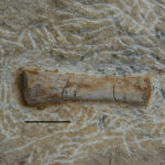 Sauropterygia indet., metapodial element. Middle Triassic, Anisian. Upper Silesia, Poland. Photo B. Rodek
