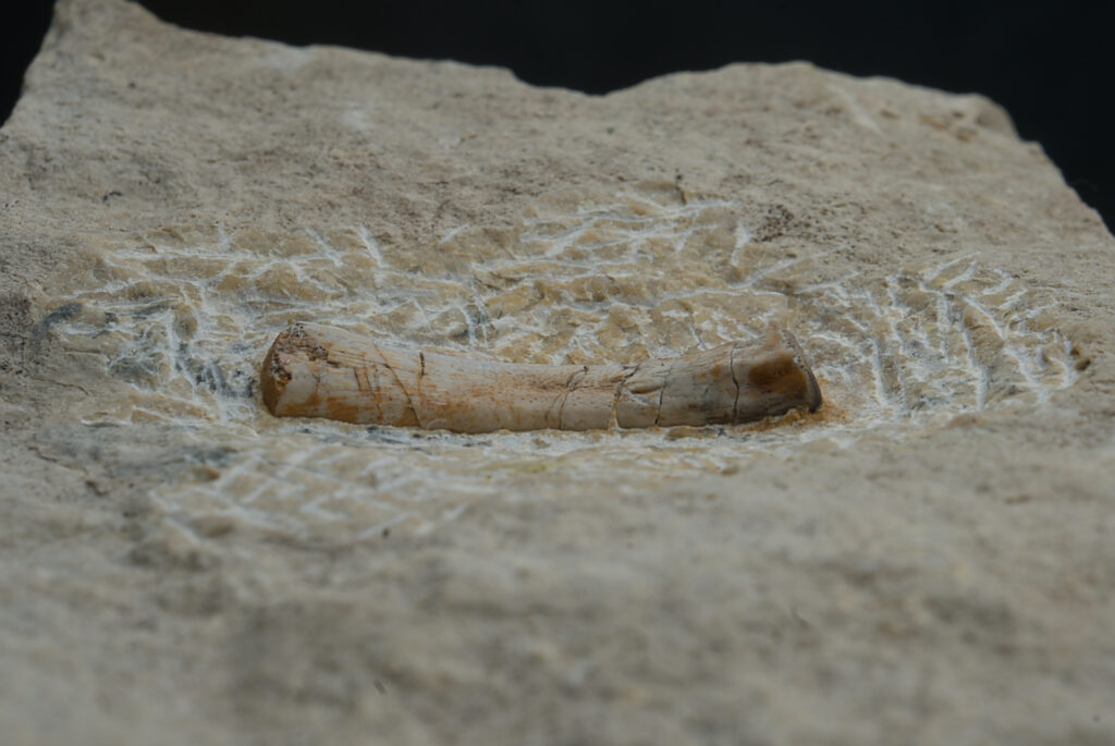 Sauropterygia indet., metapodial element. Middle Triassic, Lower Muschelkalk (Anisian), Poland.