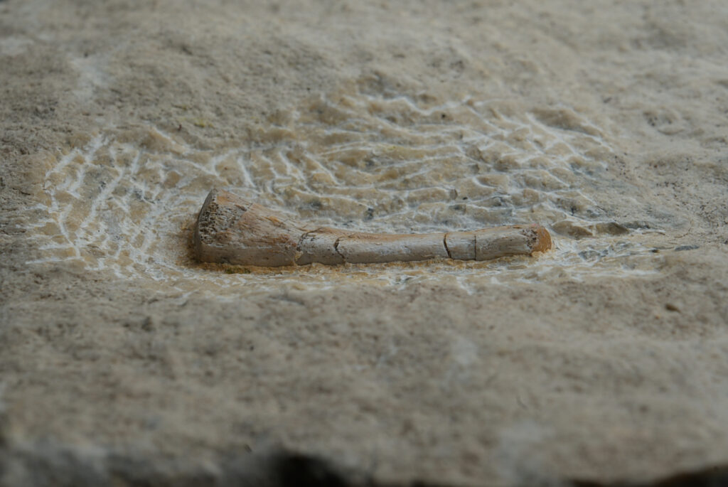 Sauropterygia indet., metapodial element. Middle Triassic, Lower Muschelkalk (Anisian), Poland.
