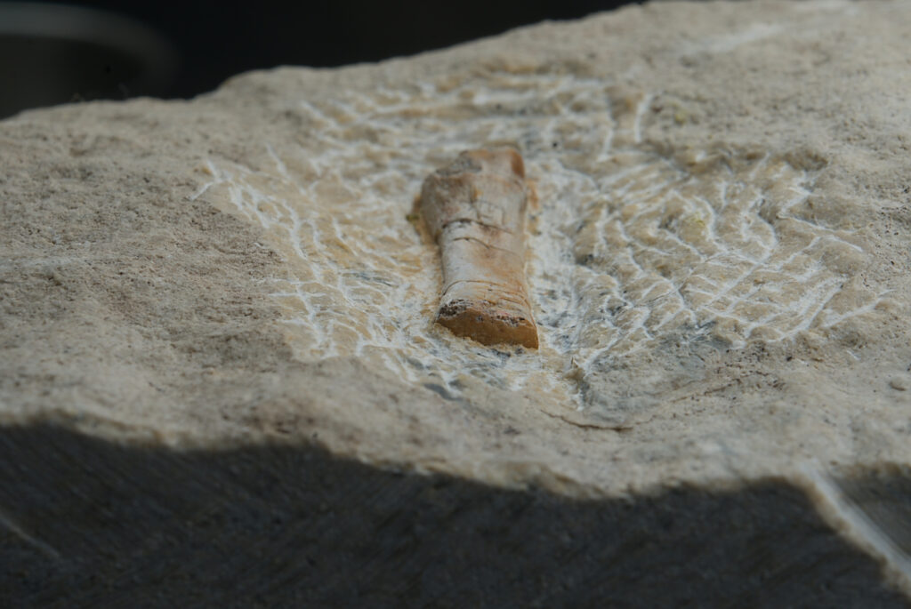 Sauropterygia indet., metapodial element. Middle Triassic, Lower Muschelkalk (Anisian), Poland.