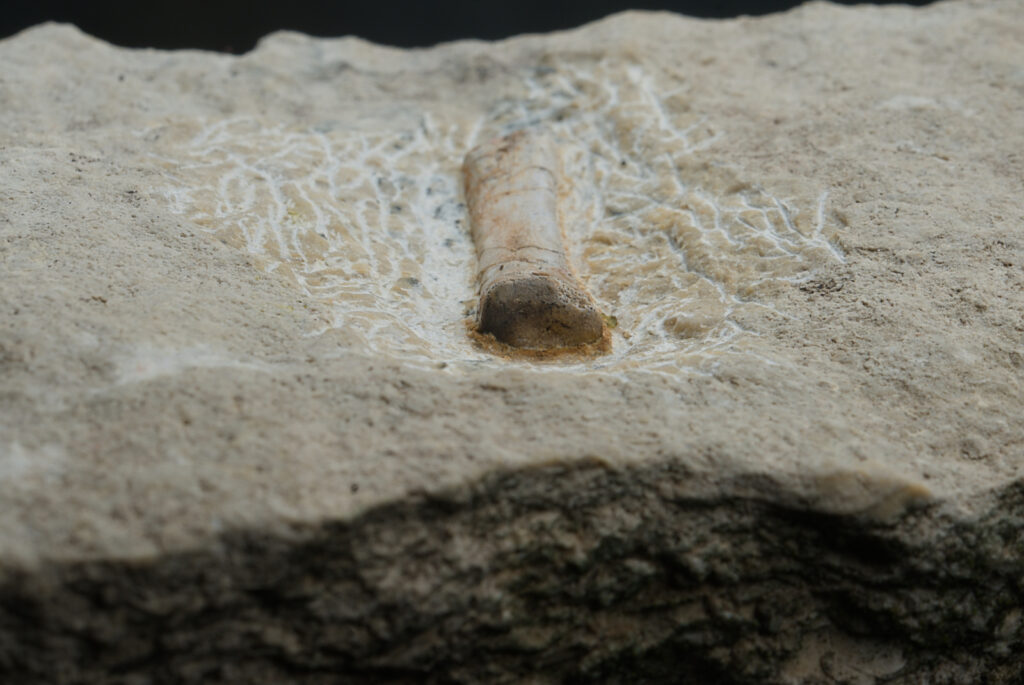 Sauropterygia indet., metapodial element. Middle Triassic, Lower Muschelkalk (Anisian), Poland.