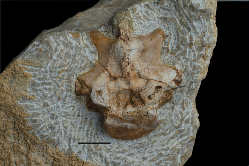 Sauropterygia indet. vertebra view. Scale bar 10mm.