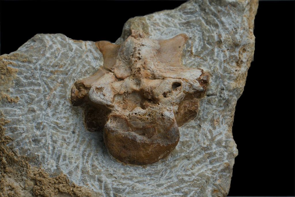 Sauropterygia indet. vertebra anterior view.