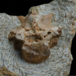Sauropterygia indet. (cf. Nohosaurus sp.) vertebra, Anisian, Upper Silesia, Poland