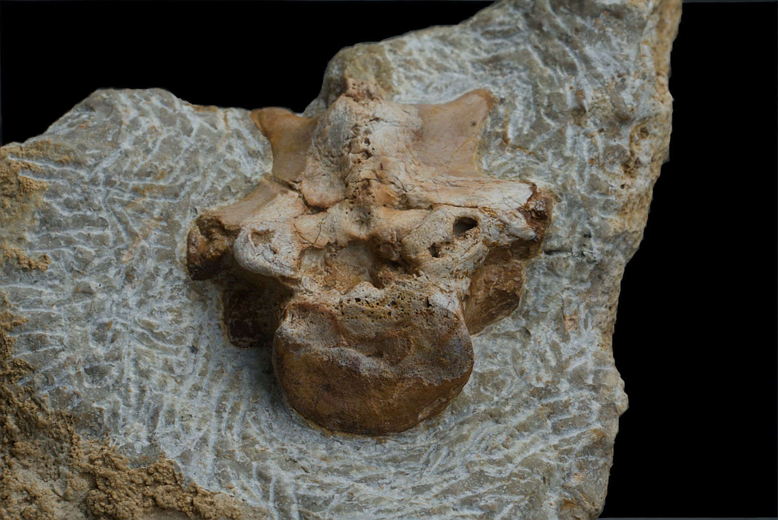 Sauropterygia indet., ?dorsal vertebra, 25/LMK?