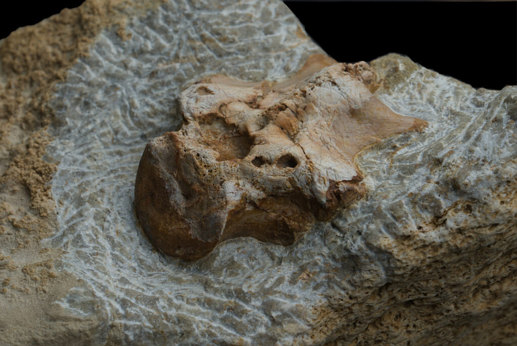 Sauropterygia indet. vertebra lateral angled view.