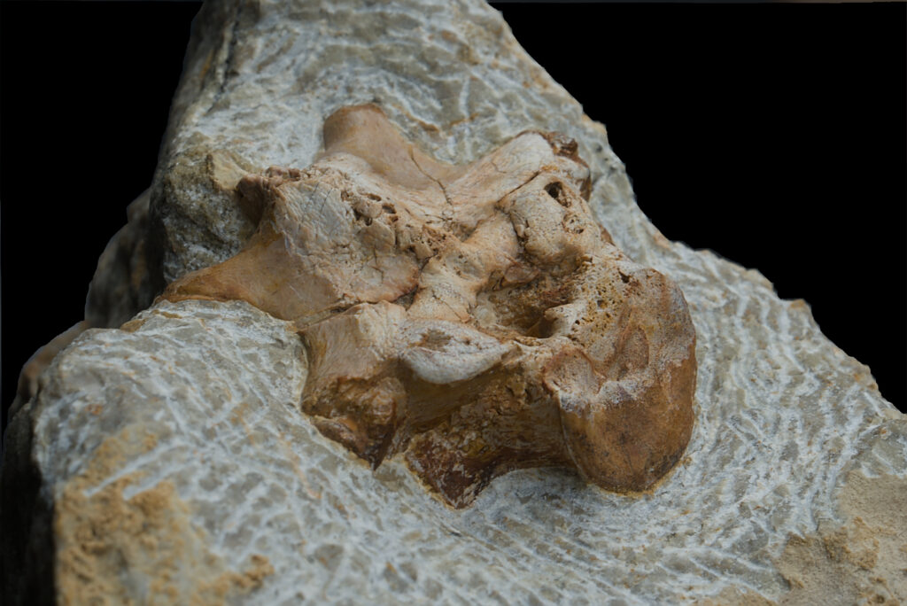 Sauropterygia indet. vertebra lateral angled vie.