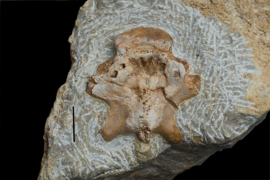 Sauropterygia indet. vertebra posterior view. Scale bar 10mm