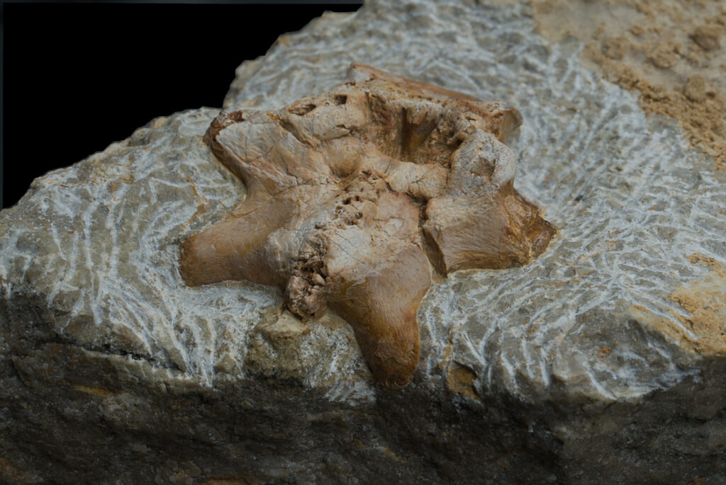 Sauropterygia indet. vertebra. Posterior angled view.