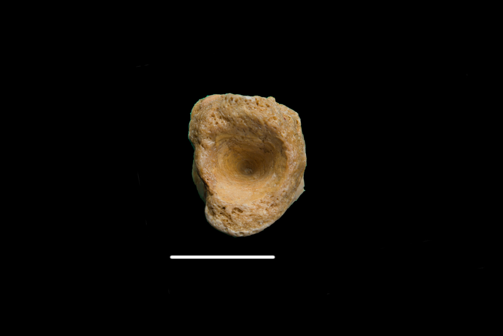 Placodontia indet., vertebra centrum, 26/LMK