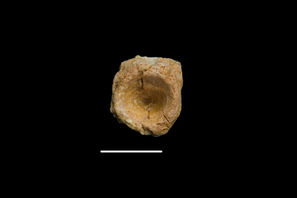 Placodontia indet., vertebra centrum. Anterior/posterior view. Scale bar 10mm