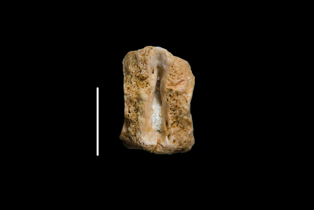 Placodontia indet., vertebra centrum. Dorsal view. Scale bar 10mm. 