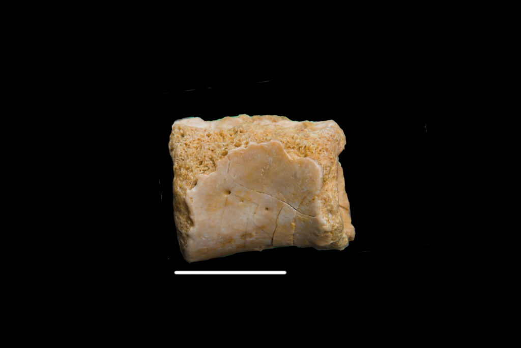 Placodontia indet., vertebra centrum. Lateral view. Scale bar 10mm