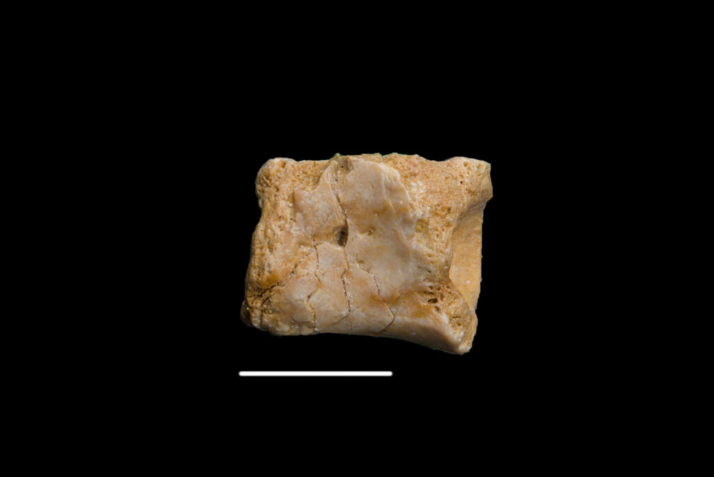 Placodontia indet., vertebra centrum. Lateral view. Scale bar 10mm