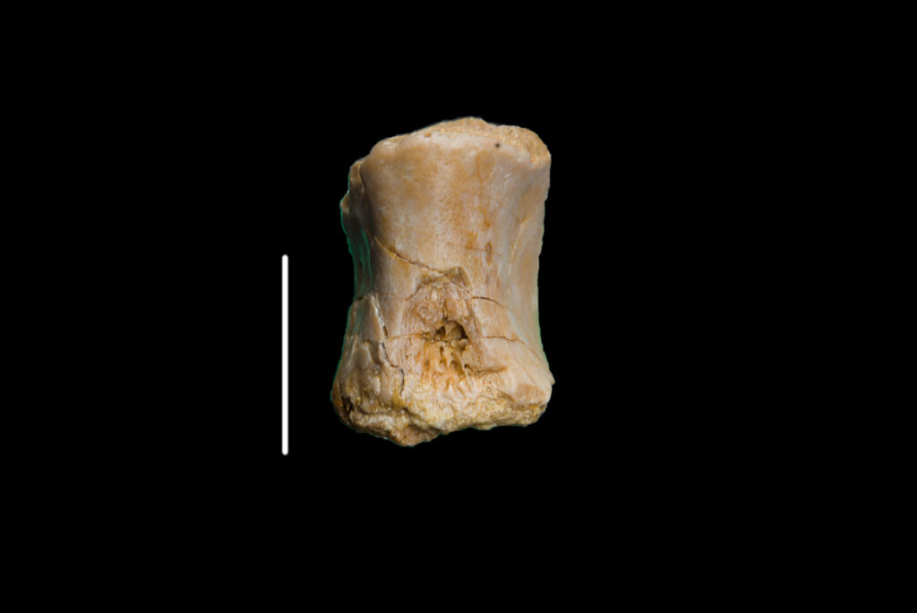 Placodontia indet., vertebra centrum. Ventral view. Scale bar 10mm