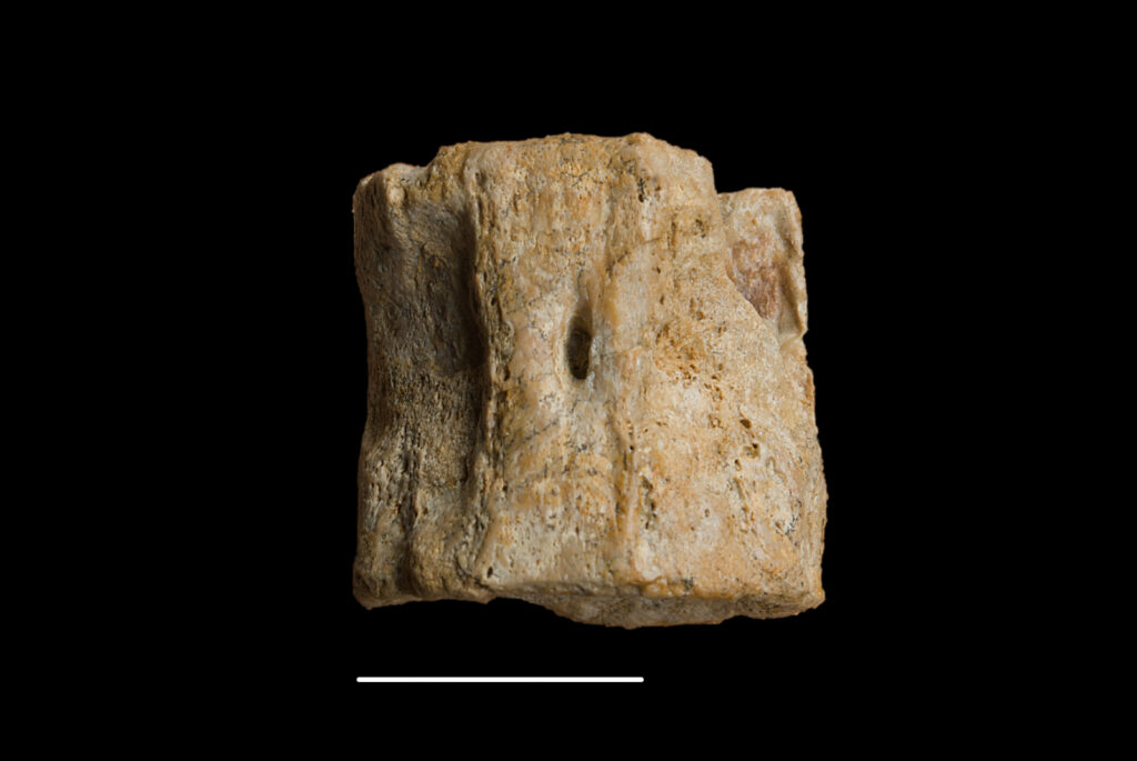 Pistosaurus longaevus, cervical vertebra centrum