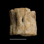 Pistosaurus longaevus, vertebra centrum, dorsal view. Photo B. Rodek