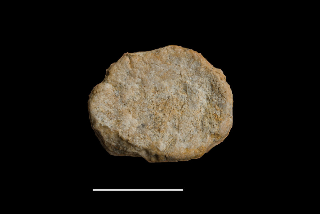 Pistosaurus longaevus, cervical vertebra centrum