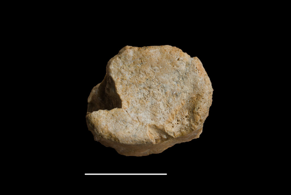 Pistosaurus longaevus, cervical vertebra centrum