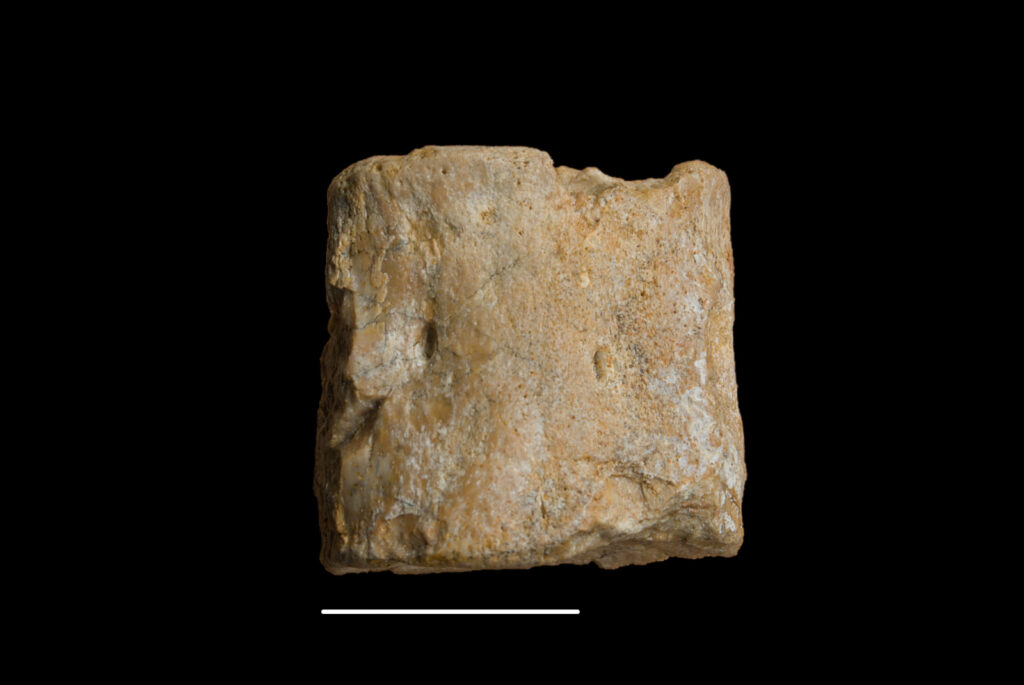 Pistosaurus longaevus, cervical vertebra centrum