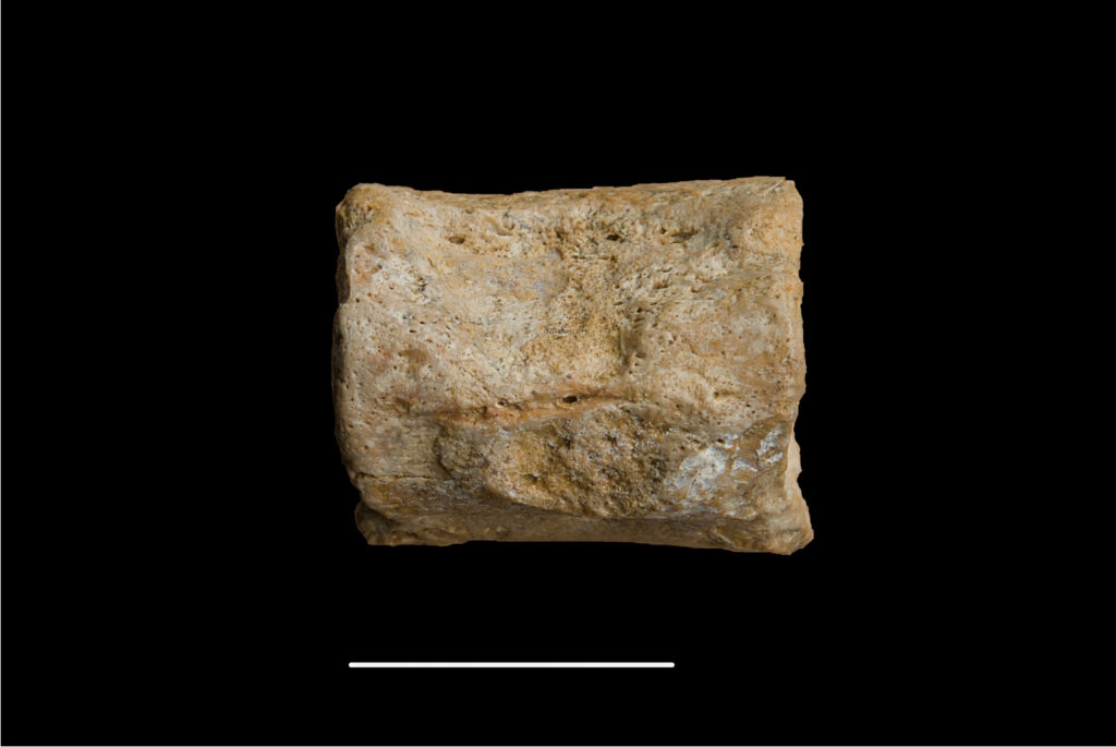 Pistosaurus longaevus, cervical vertebra centrum