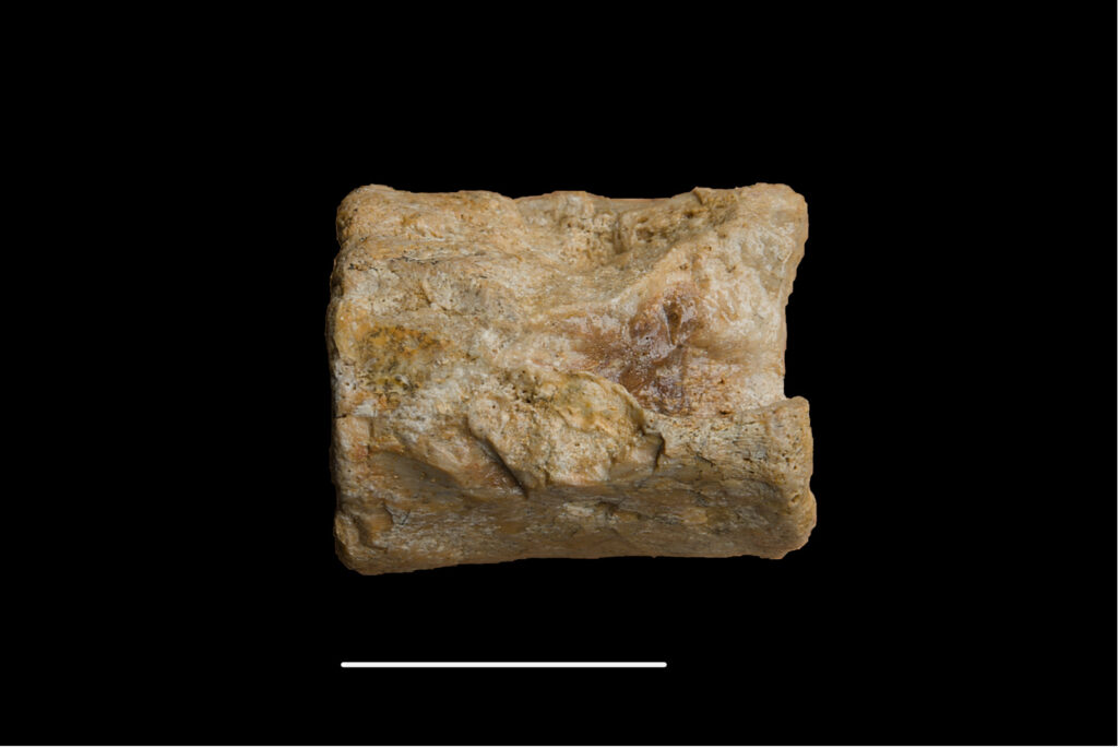 Pistosaurus longaevus, cervical vertebra centrum