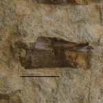 Protanystropheus antiquus cervical vertebra, Upper Silesia, Poland