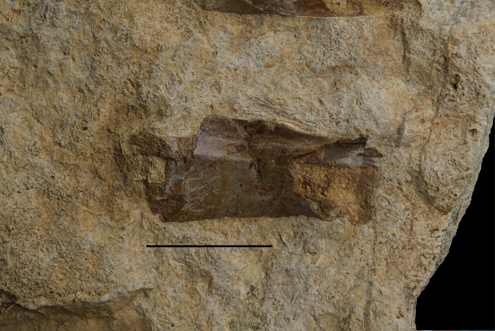 Protanystropheus antiquus cervical vertebra assoc. Reptilia indet. cervical rib, 20/LMK?