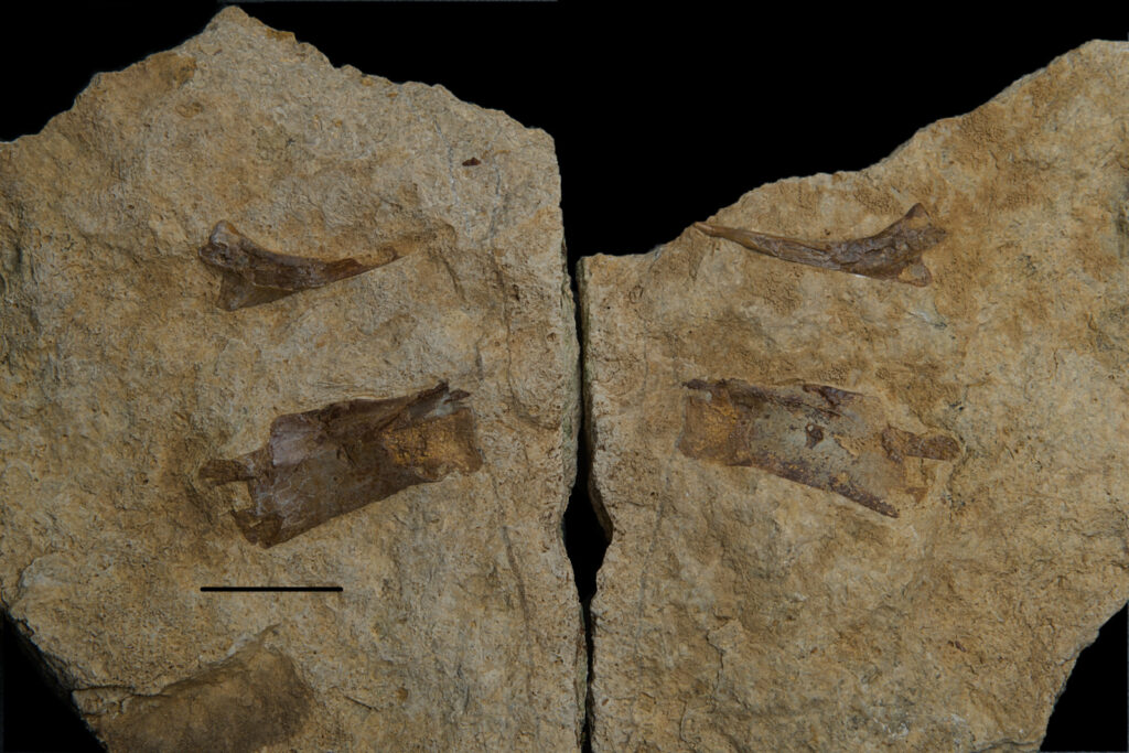 Protanystropheus antiquus cervical vertebra assoc. Reptilia indet. cervical rib. Scale bar 20mm. Photo B. Rodek