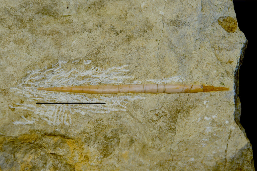 Reptilia indet. lateral gastralium. Middle Triassic? of Upper Silesia, Poland