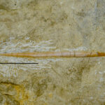 Reptilia indet. lateral gastralium. Middle Triassic? of Upper Silesia, Poland