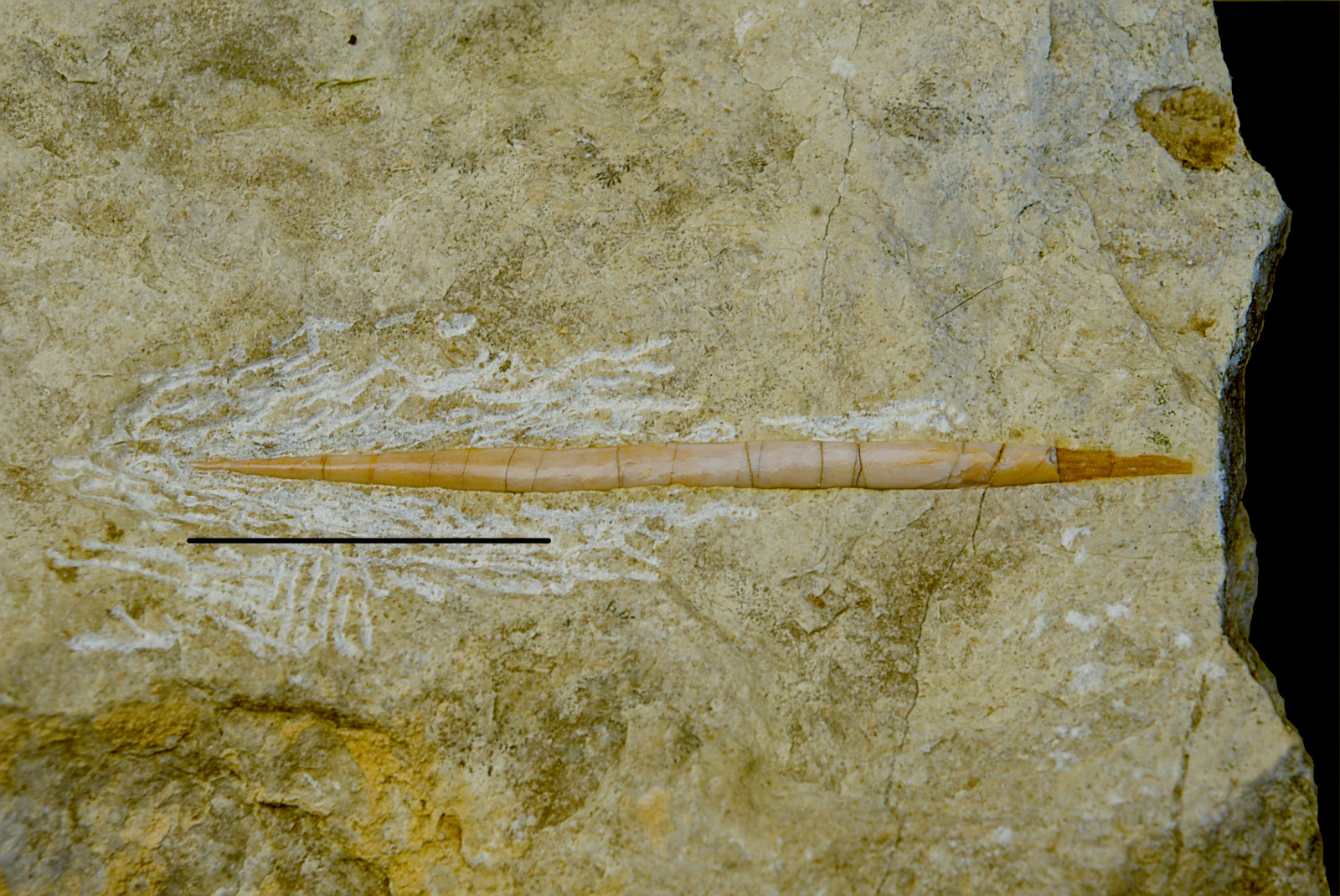 Reptilia indet., lateral gastralium, 21/LMK?