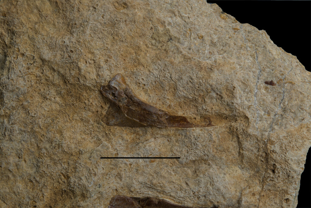 Part of Reptilia indet. cervical rib. Scale bar 20mm. Photo B. Rodek